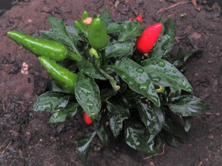 Pimenteira.