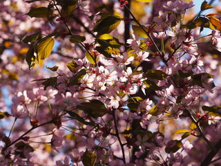Cherry blossom trees at the Roihuvuoren Kirsikkapuisto in Helsinki, Finland