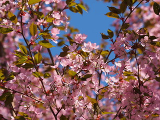 Cherry blossom trees at the Roihuvuoren Kirsikkapuisto in Helsinki, Finland