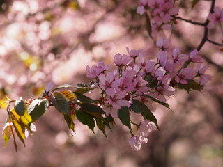 Cherry blossom trees at the Roihuvuoren Kirsikkapuisto in Helsinki, Finland