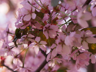 Cherry blossom trees at the Roihuvuoren Kirsikkapuisto in Helsinki, Finland