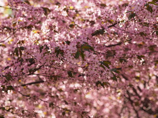 Cherry blossom trees at the Roihuvuoren Kirsikkapuisto in Helsinki, Finland