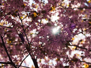 Cherry blossom trees at the Roihuvuoren Kirsikkapuisto in Helsinki, Finland