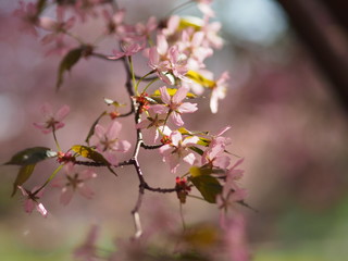 Cherry blossom trees at the Roihuvuoren Kirsikkapuisto in Helsinki, Finland