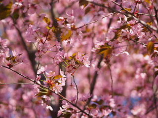Cherry blossom trees at the Roihuvuoren Kirsikkapuisto in Helsinki, Finland