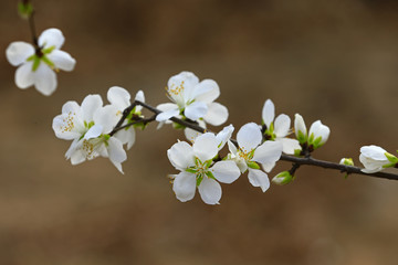 Apricot flowers blooming