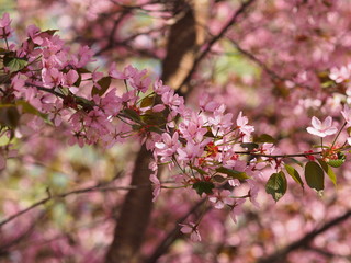 Obraz premium Cherry blossom trees at the Roihuvuoren Kirsikkapuisto in Helsinki, Finland