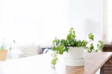 窓と観葉植物