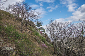 Mountain landscape with a single tree growing on bare stones at the top of the rock