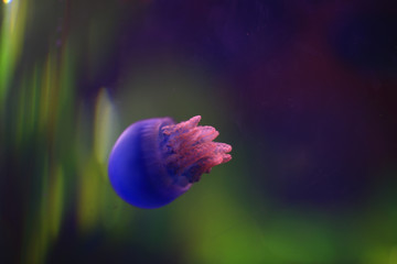 The beautiful jellyfish