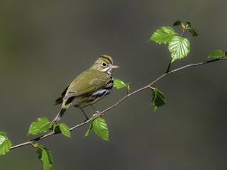 Ovenbird in Spring