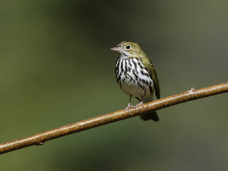 Ovenbird in Spring