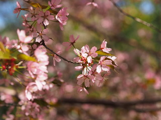 Fototapeta na wymiar Cherry blossom trees at the Roihuvuoren Kirsikkapuisto in Helsinki, Finland