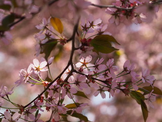 Cherry blossom trees at the Roihuvuoren Kirsikkapuisto in Helsinki, Finland