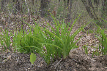 Young tender green grass, flowers and leaves on trees in spring forest