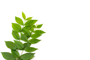 Green leaf branch on white background.