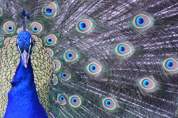 Peacock1