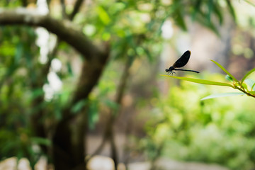 Black dragonfly on green leaf with blurry trees background.