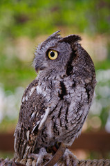 Close Up of Horned Owl