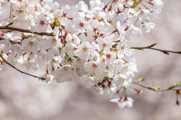 Obraz premium 桜の花