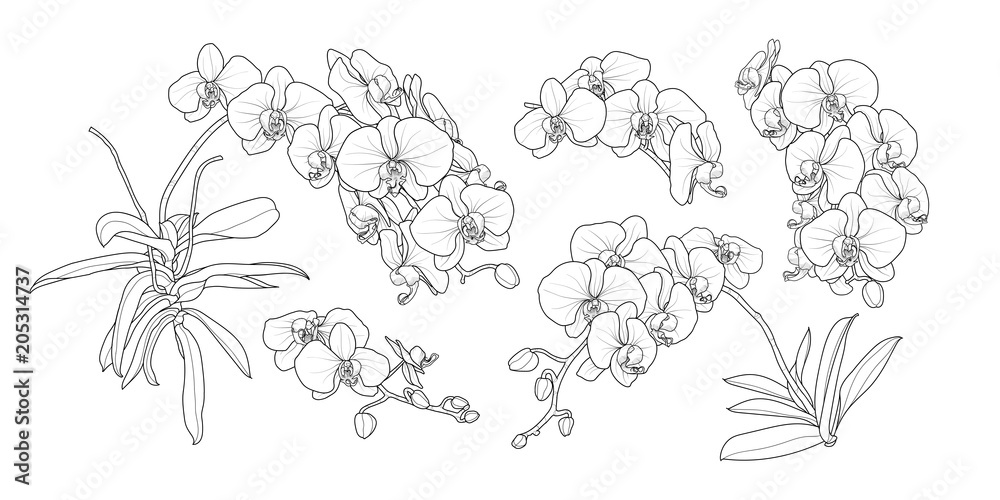 Canvas Prints Set of isolated orchid branch in 5 styles set 2.