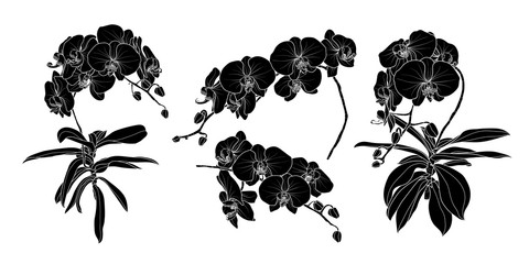 Set of isolated silhouette orchid branch set 1. © Plawarn