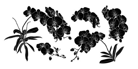 Set of isolated silhouette orchid branch set 2. © Plawarn