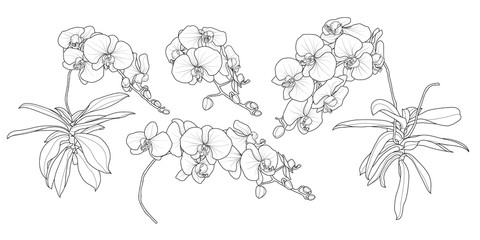Set of isolated orchid branch in 4 styles set 3. © Plawarn