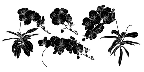 Set of isolated silhouette orchid branch set 3. © Plawarn