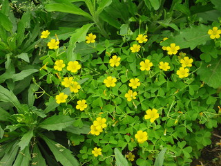 野原のカタバミの花