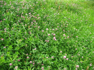 土手に咲くアカツメクサの花