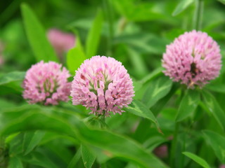 アカツメクサの花