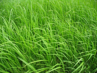 Obraz premium 風に吹かれる夏草