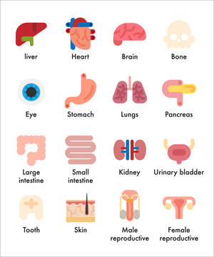 human internal organs icons vector flat design illustration set