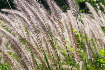Fluffy grass background