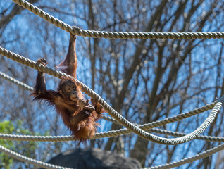 Young Orangutan Swings on Ropes