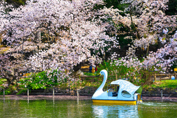 Tokyo, Japan - March 31, 2018 :Inokashira Onshi Park has about 460 cherry trees. This park is famous for cherry blossom spot.