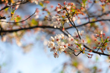 Inokashira Onshi Park with cherry blossoms at Tokyo,Japan.