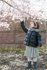 Baby girl enjoys the Cherry Blossom and the sunshine.