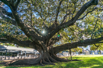 Beautiful big fig tree with wide branches