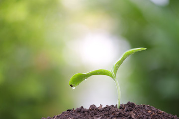 Growing green sprout