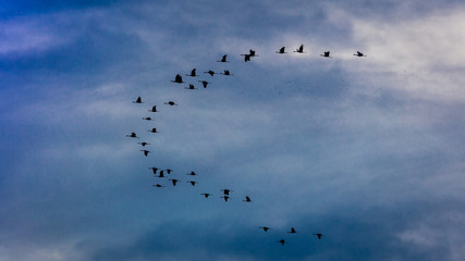 MARCH 7, 2017 - Grand Island, Nebraska -PLATTE RIVER, UNITED STATES Migratory Sandhill Cranes are on their spring migration from Texas and Mexico, north to Canada, Alaska, and Siberia.