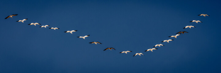 MARCH 7, 2017 - Grand Island, Nebraska -PLATTE RIVER, UNITED STATES Migratory Snow Geese and...