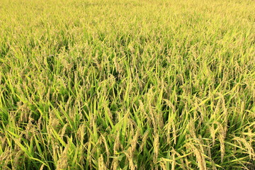 rice fields