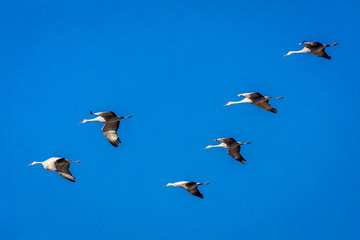 MARCH 7, 2017 - Grand Island, Nebraska -PLATTE RIVER, UNITED STATES Migratory Sandhill Cranes are on their spring migration from Texas and Mexico, north to Canada, Alaska, and Siberia.