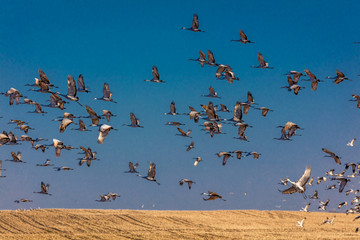 Grand Island, Nebraska -PLATTE RIVER, UNITED STATES Migratory water fowl and Sandhill Cranes are on their spring migration from Texas and Mexico, north to Canada, Alaska, and Siberia
