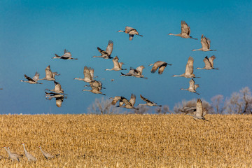 Grand Island, Nebraska -PLATTE RIVER, UNITED STATES Migratory water fowl and Sandhill Cranes are on...
