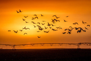 Fototapeta premium MARCH 8, 2017 - Grand Island, Nebraska -PLATTE RIVER, UNITED STATES Migratory water fowl and Sandhill Cranes are on their spring migration from Texas and Mexico, north to Canada, Alaska, and Siberia.