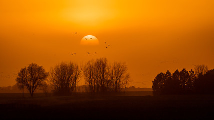 MARCH 8, 2017 - Grand Island, Nebraska -PLATTE RIVER, UNITED STATES Migratory water fowl and Sandhill Cranes are on their spring migration from Texas and Mexico, north to Canada, Alaska, and Siberia.