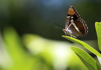 Butterfly on Leaf